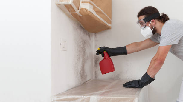 Professional Basement Mold Remediation technician working in Bealeton, VA