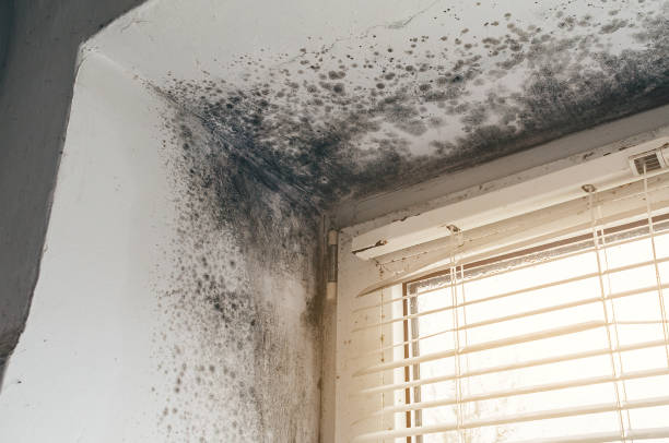 Affordable Basement Mold Remediation solutions in Bealeton, VA