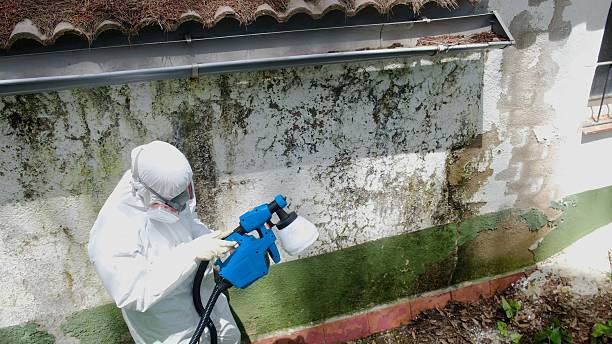 Top rated local Basement Mold Remediation specialists in Bealeton, VA